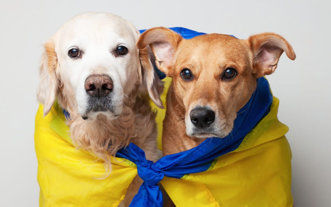 Second Chance Pet Adoptions: Giving Every Pet a Fresh Start